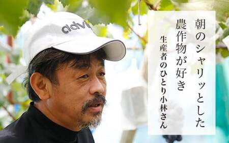 【訳あり】南水 約3kg 6～10玉  [おぶせファーマーズ]  梨 なし フルーツ 果物 ワケアリ 傷 キズ 不揃い 規格外 家庭用 クール便 冷蔵便 長野県産 信州 先行予約 数量限定 【2026年9月下旬～10月下旬発送】［F-32］