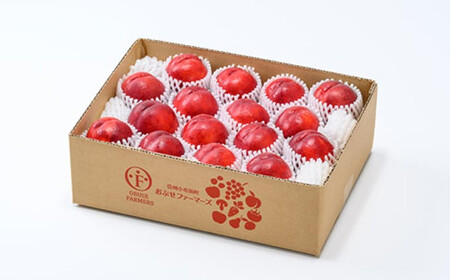 メイグランド 約2.6kg ［おぶせファーマーズ］【2026年7月中旬～8月上旬発送】果物 フルーツ ネクタリン 長野県産 信州産 令和8年産 ［F-13］