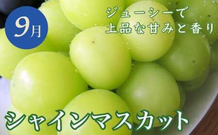 【6回定期便】小布施屋のフルーツ定期便　6ヵ月コース ［小布施屋］ 定期便 頒布会 フルーツ 果物 令和8年産 【2026年7月～12月発送】 ［J-3］