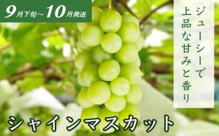 ［3回定期便］ 夏の味覚3回コース ［小布施屋］ 先行予約 フルーツ 果物 くだもの 野菜 やさい 数量限定 ネクタリン 桃 シャインマスカット ぶどう クール便 冷蔵 お楽しみ 3回お届け 長野県産 信州産 令和8年産 【2026年7月～10月発送】[D-2]