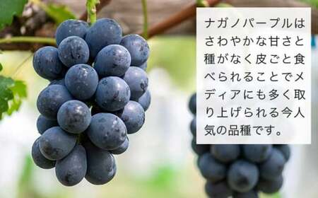 皮ごと食べられる長野県産ぶどう２種詰め合わせ シャインマスカット ＆ ナガノパープル 約1kg 各1房 ［おぶせファーマーズ］ 果物 フルーツ ぶどう 葡萄 冷蔵便 クール便 長野県産 信州産 食べ比べ 令和8年産 【2026年9月中旬～10月上旬発送】  ［F-27］
