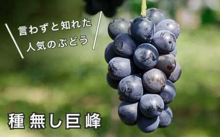 長野県産 旬のぶどう3種セット 種無し巨峰 ナガノパープル 赤系ぶどう 各1房 約1.5kg ［おぶせファーマーズ］ 詰め合わせ 詰合せ 食べ比べ 果物 フルーツ ぶどう 葡萄 クール便 冷蔵便 令和8年産 【2026年9月中旬～10月上旬発送】 ［F-531］