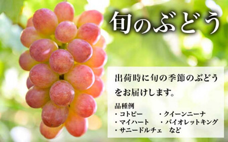 ぶどう 3種詰合せ 旬のぶどうの宝石箱 約1.5kg 3房 ［おぶせファーマーズ］ 果物 フルーツ くだもの ぶどう 葡萄 ブドウ クール便 冷蔵便 令和8年産 【2026年9月中旬～10月下旬発送】 ［F-546］