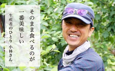 【訳あり】 先行受付 サンふじ 約3kg 6～12玉 ［小布施屋］ 令和8年産 【2026年11月下旬～2027年3月発送】［B-71］