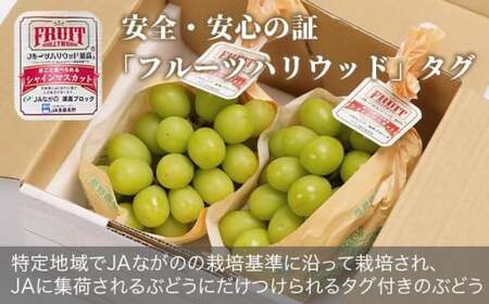 先行予約 シャインマスカット 約1.2kg ［JAながの］ 令和8年産 【2026年9月下旬より発送】［B-301］
