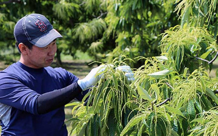  熟成小布施栗 約2kg ［おぶせファーマーズ］ 果物 フルーツ 生栗 くり 長野県産 信州産 令和8年産 【2026年10月下旬～11月下旬発送】［FB-510］