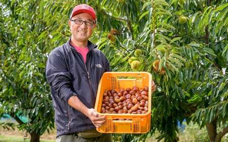  無くん蒸小布施栗 約2kg ［おぶせファーマーズ］ 令和8年産 【2026年9月中旬～11月上旬発送】 ［FB-23］
