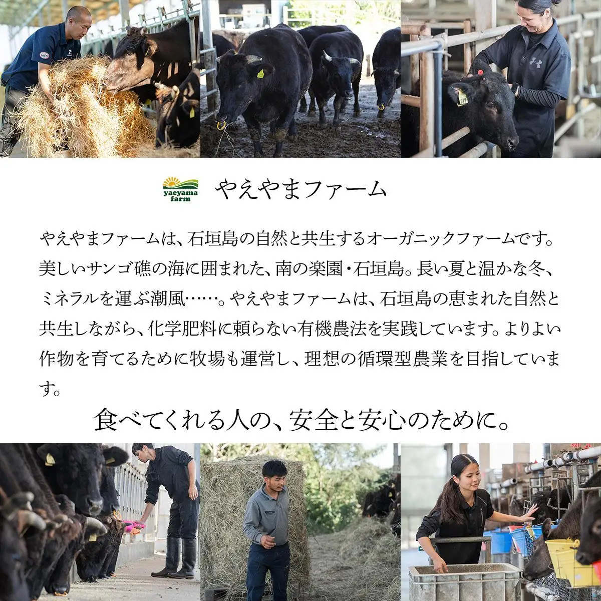 石垣島産経産黒毛和牛 1頭切り落とし 500g E-052