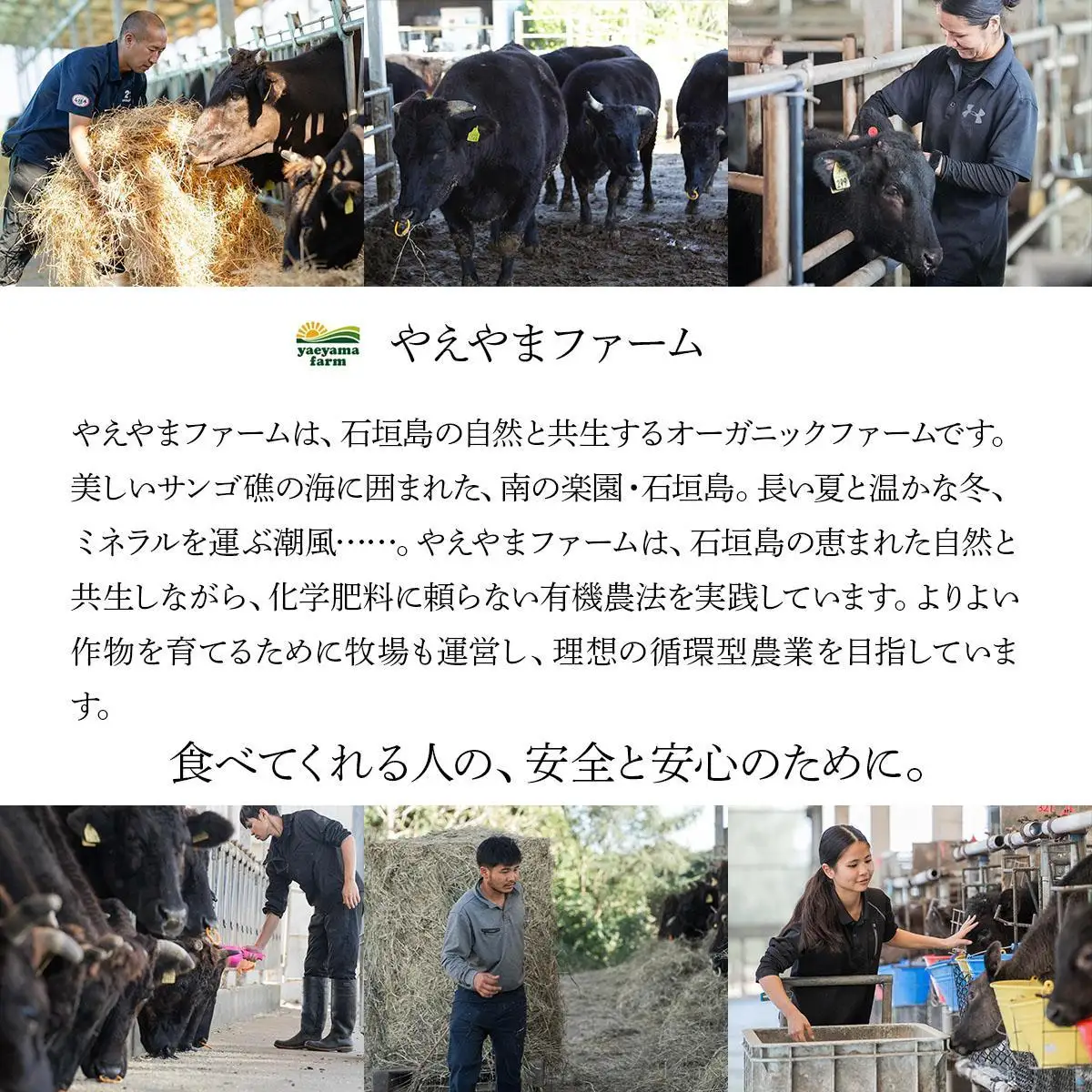 石垣島産経産黒毛和牛 1頭切り落とし 1kg E-053