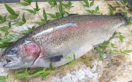 【ふるなび限定】【定期便12回】産地直送栃木県のブランド魚「プレミアムヤシオマス」の刺身 400g (200g×2パック)  [ 冷凍便 ] | 魚 ます 養殖 産地直送 栃木県 (毎月お届け） FN-Limited-PR