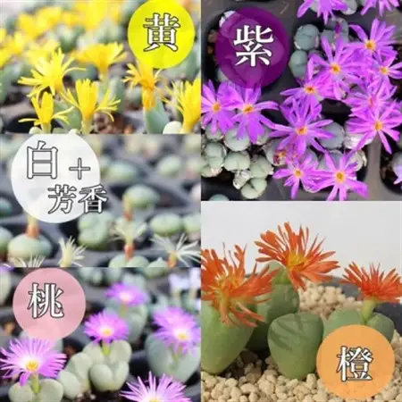 多肉植物6種類コノフィツムセット【配送不可地域：離島】【1663272】
