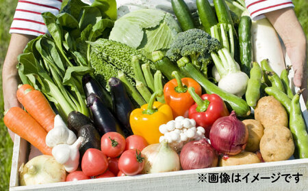 【6回定期便】野菜のプロが選ぶ 旬の野菜セット 12-13品目 野菜定期便 / 野菜 やさい セット 新鮮 / 南島原市 / 愛2農園[SGG003]