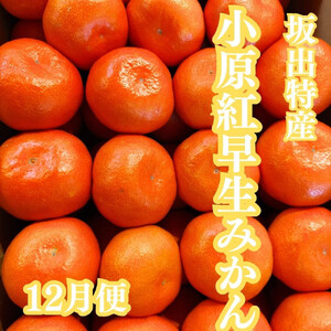 【定期便全7回】美味しい果物定期便　