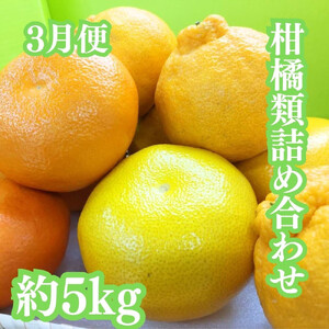 【定期便全３回】冬の美味しい果物