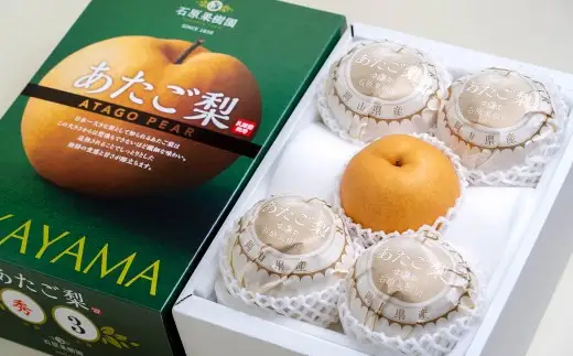 あたご梨 3～6玉 合計約3kg 化粧箱 愛宕梨 なし 梨 ナシ 果物 フルーツ 果実 岡山県 倉敷市【2026年11月下旬～12月下旬迄順次発送予定】