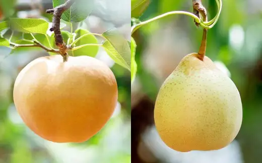 あたご梨・鴨梨（ヤーリー）詰合せ 合計約4kg 化粧箱 なし 梨 愛宕梨 ナシ 果物 フルーツ 果実 岡山県 倉敷市【2026年11月下旬～12月下旬迄順次発送予定】