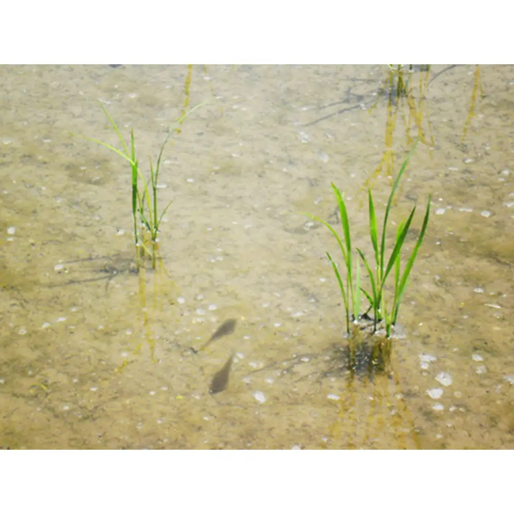 【令和7年産】富山県産こしひかり 育　引越しご挨拶D　白米1kｇ × 2袋セット　《南砺の逸品》