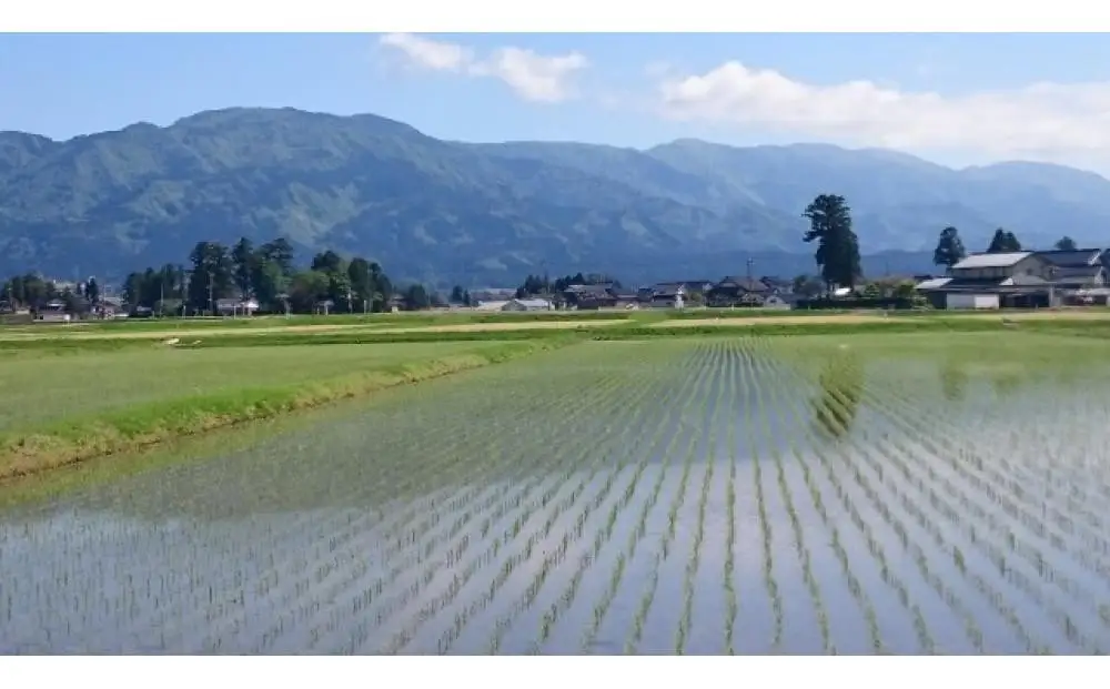 【令和7年産】定期便・12回  富山県産こしひかり 　育（はぐくみ）  白米５kg×２袋《南砺の逸品》