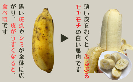 バナナ【2026年発送】宜野座村産 有機JAS認証のアップルバナナ 約2kg 