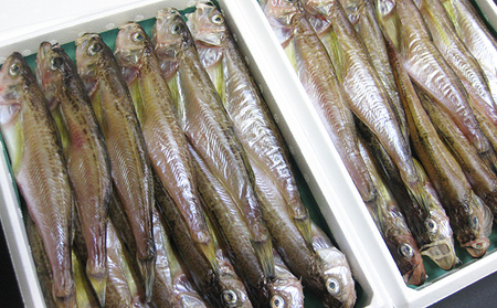 ハタハタ（大）干物 一夜干し 450g ×1箱 魚貝類 