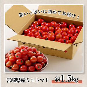 ＜期間限定＞ミニトマト(約1.5kg) 野菜 とまと フルーツトマト サマー千果 アイコ サラダ 【GF-4】【グーファーム】