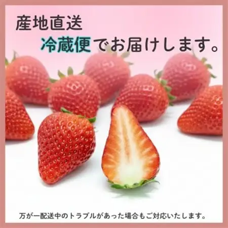 【2027年先行受付】静岡県磐田市 いちご 紅ほっぺ 約260g×2パック【配送不可地域：離島・北海道・沖縄県】【1640742】