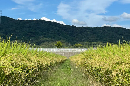 【期間限定発送】 米 訳あり 令和7年 まきばのお米 玄米 5kg [三宅牧場まきば 福岡県 筑紫野市 21761034] 