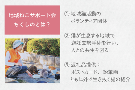 保護猫 支援 猫保護活動への支援 ポストカード [地域ねこサポート会ちくしの 福岡県 筑紫野市 21761293] 
