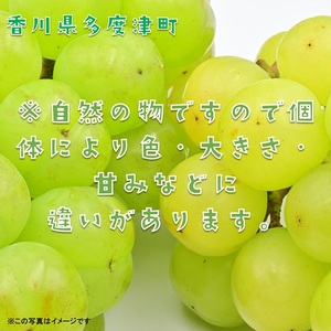 多度津町産 瀬戸ジャイアンツ　約1.2kg【令和8年9月上旬頃より発送！】【A-45】