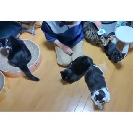 保護猫へのご支援のためのお礼品【保護猫ルームえびす】お世話体験または見学券【1642419】