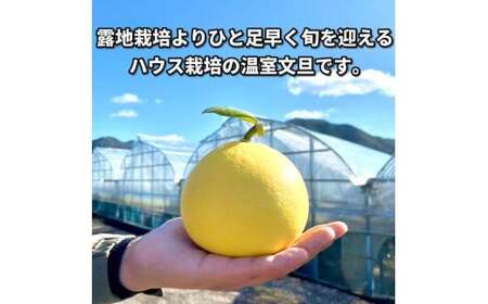【先行予約】訳あり 温室土佐文旦 家庭用 5kg (8~12玉）〈2026年12月上旬から発送〉/文旦 ぶんたん ブンタン 土佐文旦 ハウス栽培 甘い 柑橘 フルーツ 果物 ご当地 産地直送 お取り寄せ【土佐文旦の藤岡】 [BQBJ005]