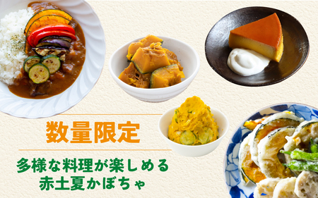 【先行予約】奥能登 穴水産 「赤土 夏かぼちゃ」約10kg（約4～7個）【2026年8月頃より順次発送】|  南瓜 カボチャ 甘い