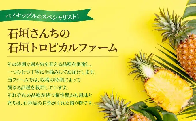 【訳あり】 石垣さんちのおすすめパイン詰め合わせ 8～10玉  (約5kg)《2026年4月中旬から順次発送》 TP-21