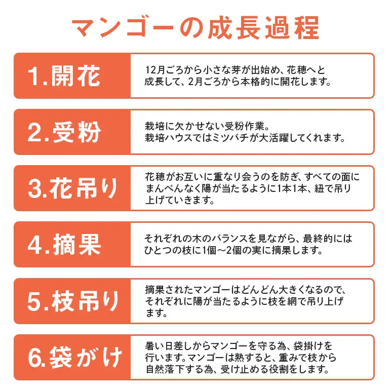 【 先行予約 2026年 発送 】 沖縄県知事賞4度受賞 サンフルーツ糸満 マンゴー  秀品 1kg アップルマンゴー アーウィンマンゴー 国産 完熟マンゴー 果物 南国 くだもの フルーツ 完熟 夏 旬 特産品 沖縄 お取り寄せ お土産 甘い 濃厚 沖縄県 糸満市 24-6