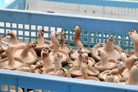 就労支援センター　すまっしゅ　椎茸しょう油2本と肉厚生しいたけセット