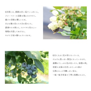≪ 訳あり≫ 無選別 冷凍ブルーベリー 4kg ブルーベリー 果物 フルーツ 朝食 ヨーグルト スムージー 健康 訳アリ【有限会社伊豆沼農産】tm440