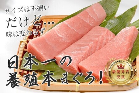 【訳アリ】養殖本マグロ 中トロ 3kg 黒潮本まぐろ 大容量 不定貫 刺身 まぐろ 業務用 訳あり