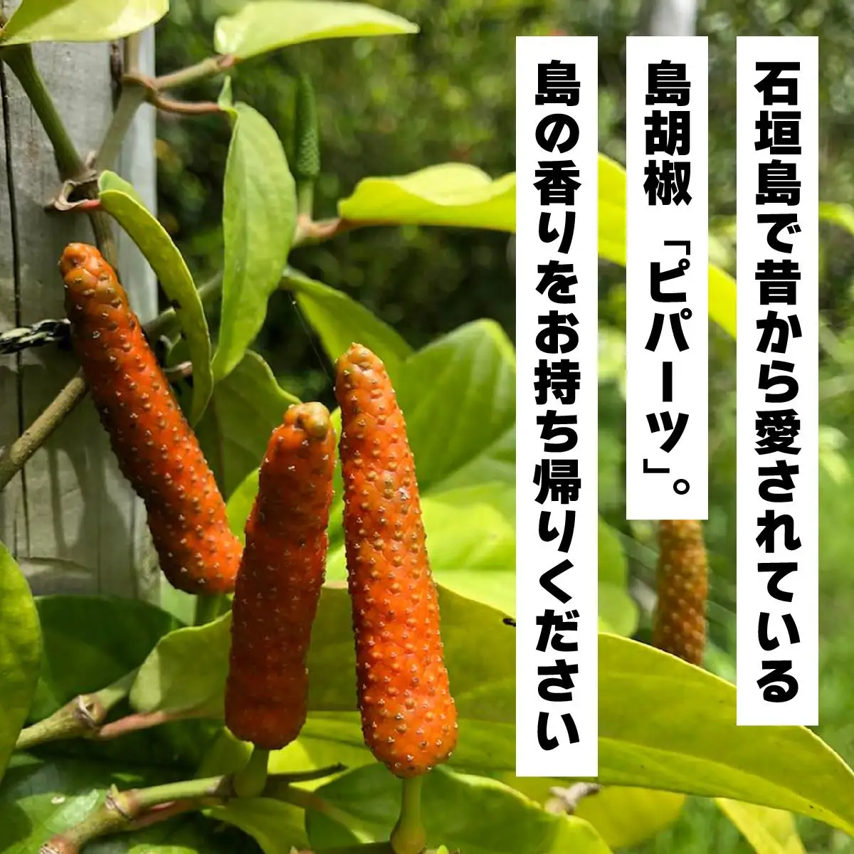 ガリガリ粗挽きピパーツ 石垣島産「島胡椒」ペッパーミル（1本）＋詰替（1袋）IN-01