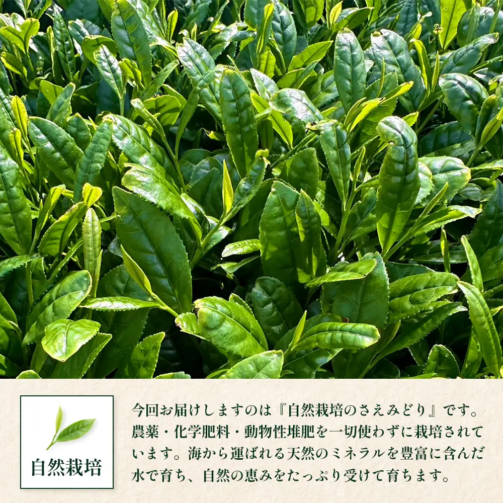 国産 自然栽培 ナナ茶 さえみどり ティーバッグ （2g×15包）×2パック RS-5｜お茶 茶 茶葉 お茶の葉 日本茶 鹿児島茶 おしゃれ ブレンド茶 ケルセチン 無農薬 化学肥料不使用 ティーパック 鹿児島県 南大隅町 株式会社Re-Shine