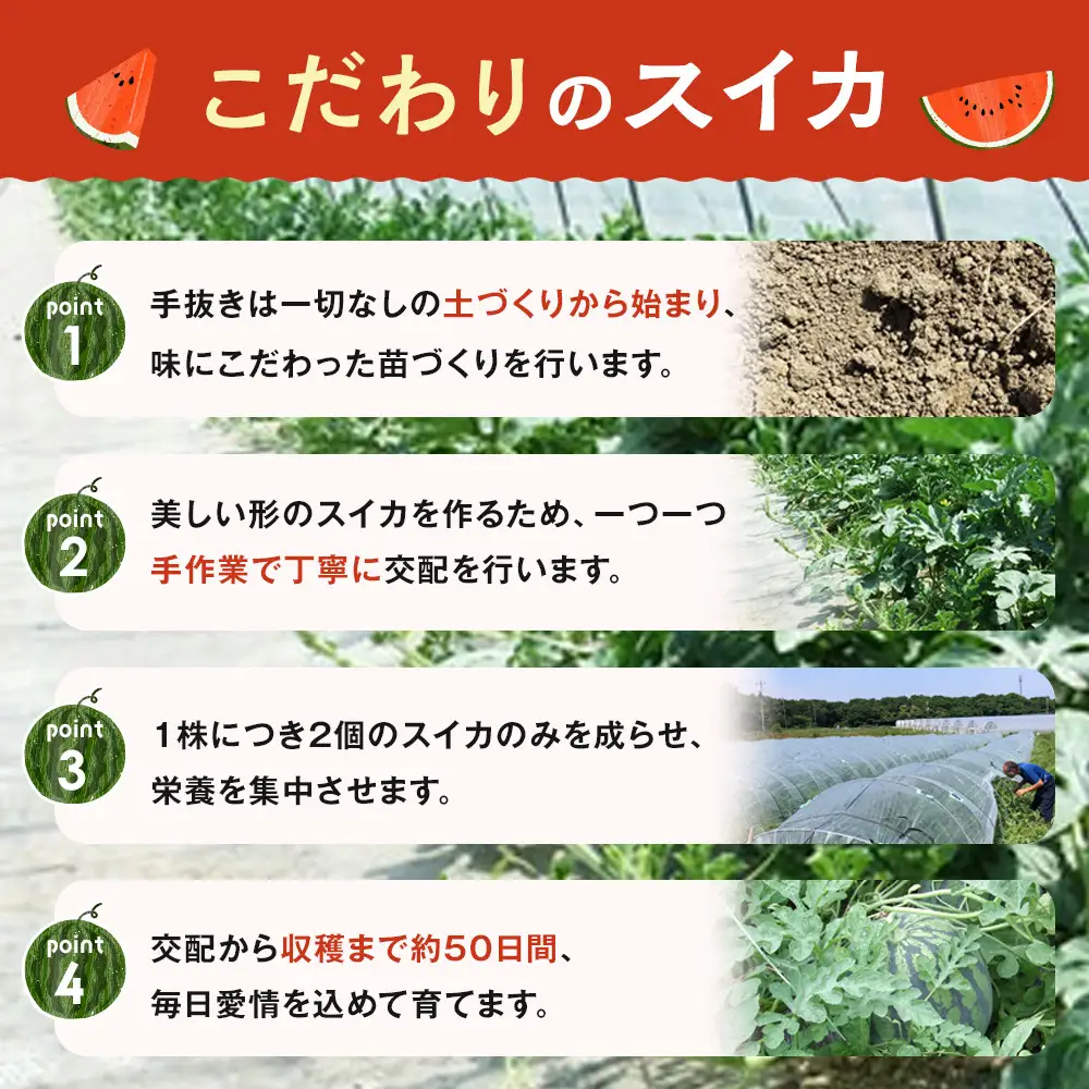 【先行予約】鳥取県北栄町産 大玉スイカ 1玉 7-9キロ前後2L-4Lサイズ（こちらの返礼品は、大栄西瓜ではありません） スイカ