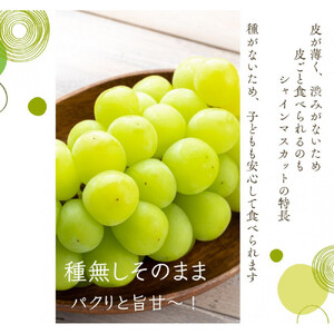 鳥取産 シャインマスカット 訳あり ご自宅用 2房