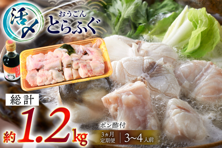 ふぐ 鍋 セット 活〆 おうごんとらふぐ 鍋セット 約400g 3回 定期便 総計 約1.2kg [松永水産 長崎県 平戸市 hr42bgy400158]