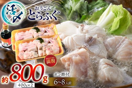ふぐ 鍋 セット 活〆 おうごんとらふぐ 満腹 鍋セット 約800g [松永水産 長崎県 平戸市 hr42bvj550044] とらふぐ フグ 河豚 てっちり ふぐちり ふぐ料理 魚介 さかな 切り身 冷凍 海鮮 ふぐ鍋 唐揚げ ポン酢