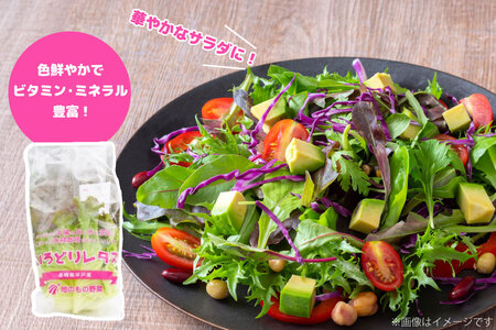 レタス 水耕栽培 4種 12袋 セット 6回 定期便 総計72袋 食べ比べ 詰め合わせ [モロフジファーム 長崎県 平戸市 hr42bgy420230]