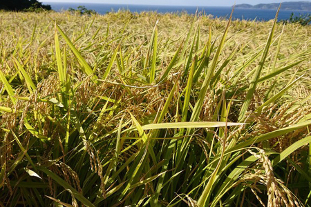 米 白米 ねしこ 棚田米 5kg 【期間限定発送】 [しげさん農園 長崎県 平戸市 hr42bgy420404]