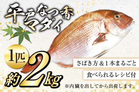 タイ 刺身 平戸なつ香 鯛 丸々 1匹 約2kg [（株）坂野水産 長崎県 平戸市 hr42bgy420108]