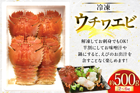 エビ 海鮮 刺身 平戸 ウチワエビ 2～6尾 500g [平戸さくら水産 長崎県 平戸市 hr42bgy420360]