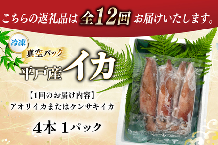海鮮 魚介 イカ 4杯 1パック（冷凍） 12回 定期便 [舘浦漁協 長崎県 平戸市 hr42bgy420351]