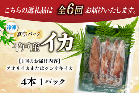 海鮮 魚介 イカ 4杯 1パック（冷凍） 6回 定期便 [舘浦漁協 長崎県 平戸市 hr42bgy420359]