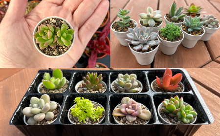 多肉植物 デビューセット KN169-001 植物
